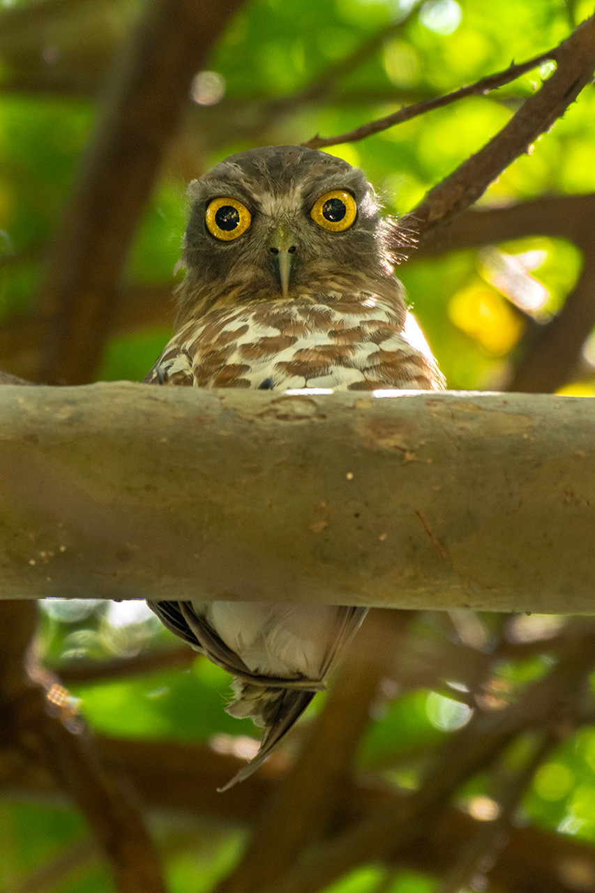 Brown Hawk-Owl perched on a tree