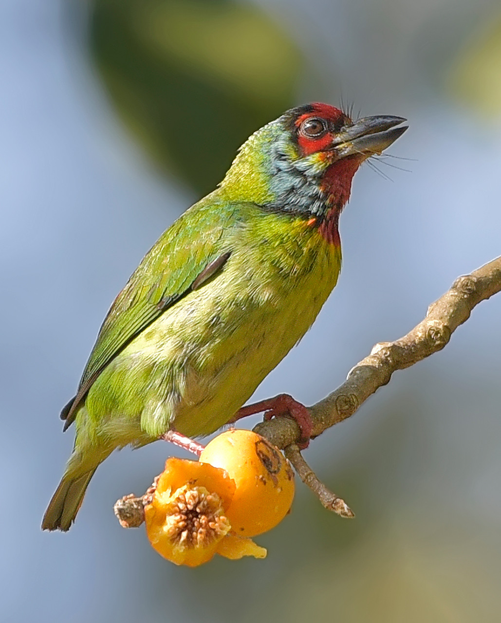 Malabar Barbet bird feeding on fig fruits