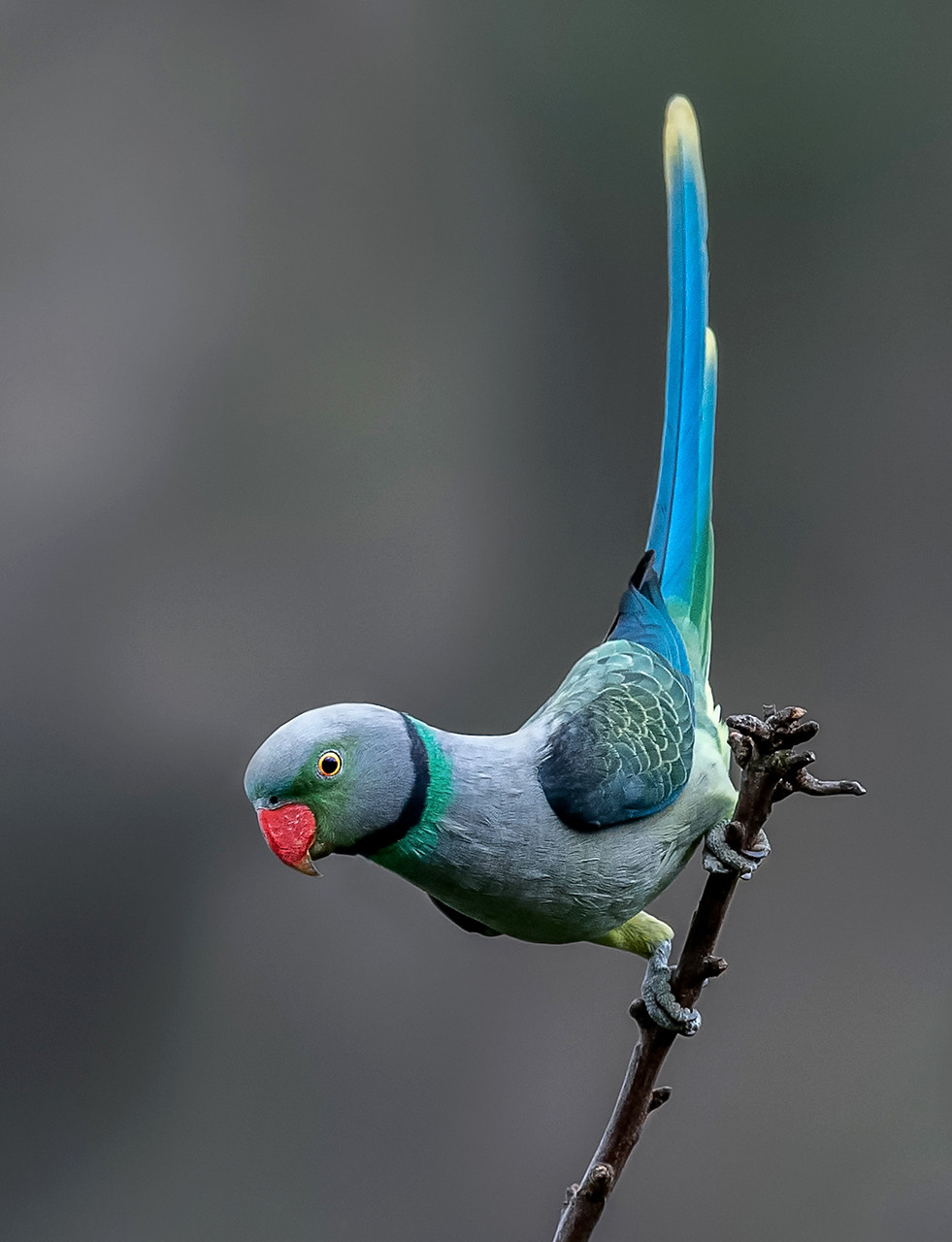 Blue-winged Parakeet or Malabar Parakeet endemic to Western Ghats
