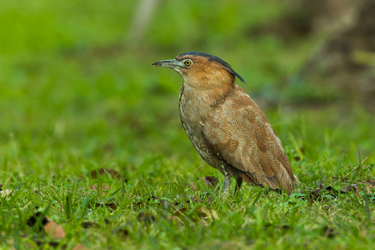 Malayan Night Heron or Tiger Bittern in Taiwan