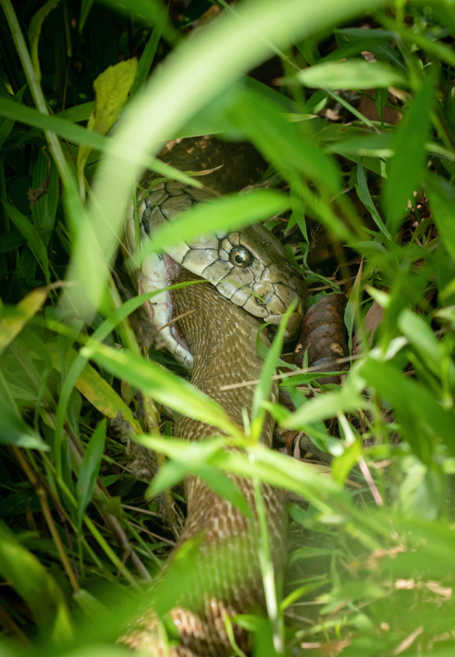 King Cobra eating a Rat Snake in Agumbe | Nature inFocus
