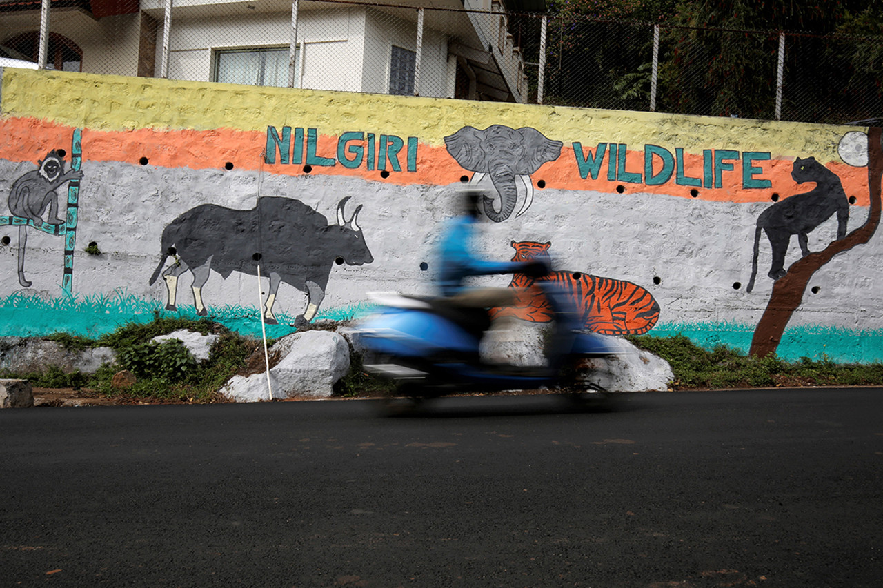 Mural conoor - The Timid Indian Gaur Is Taking To Towns In South India | Nature inFocus