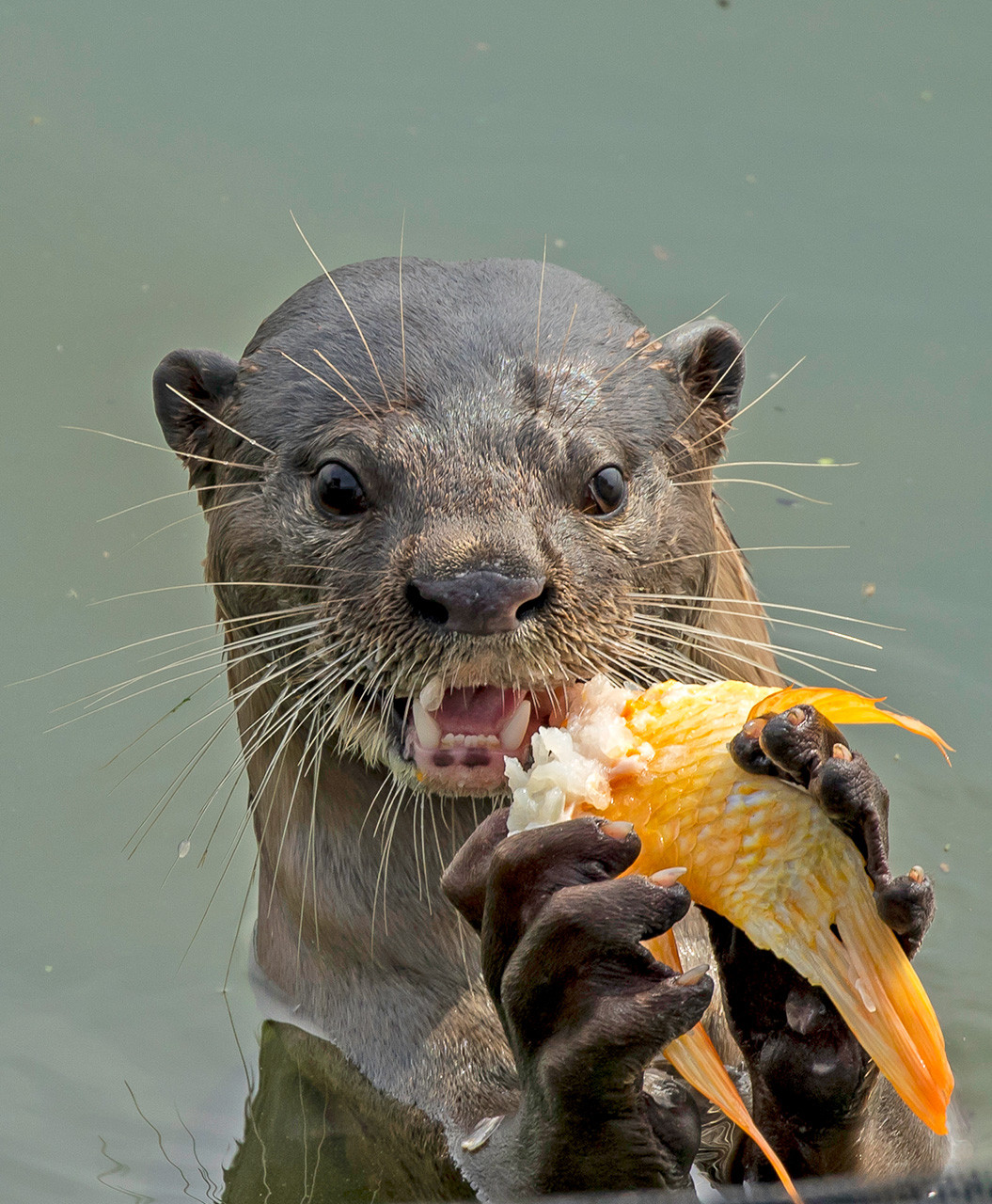 Smooth coated otter feeding on fish in gardens by the bay in singapore