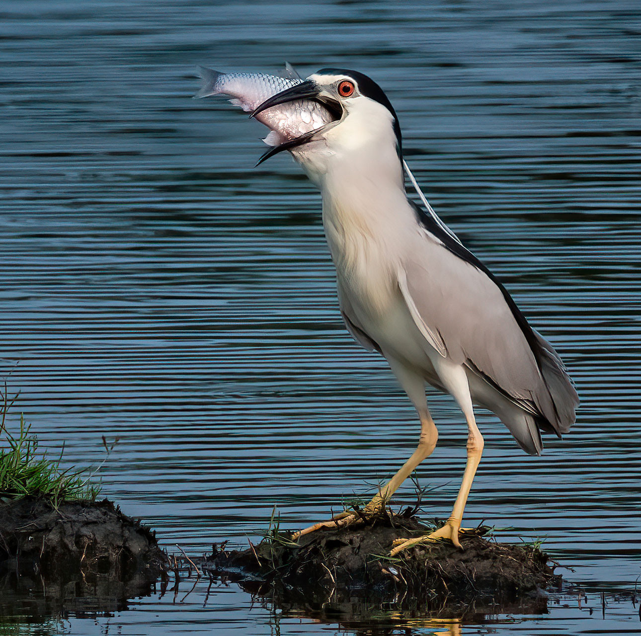 Night heron or Black crowned Night Heron feeding on fish