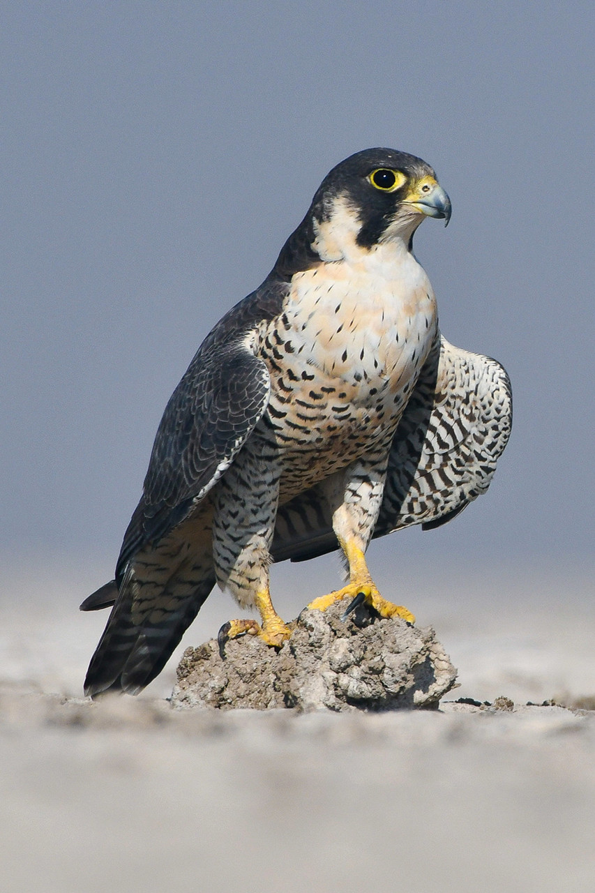 Ninad vaidya                      x - Frames From The Little Rann Of Kutch | Nature inFocus