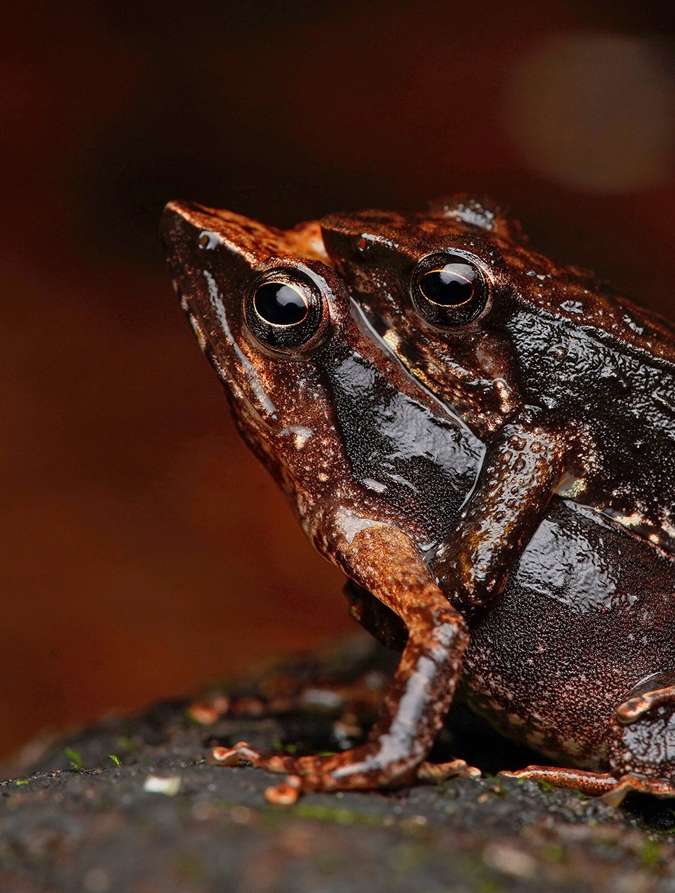 Dancing Frogs in amplexus