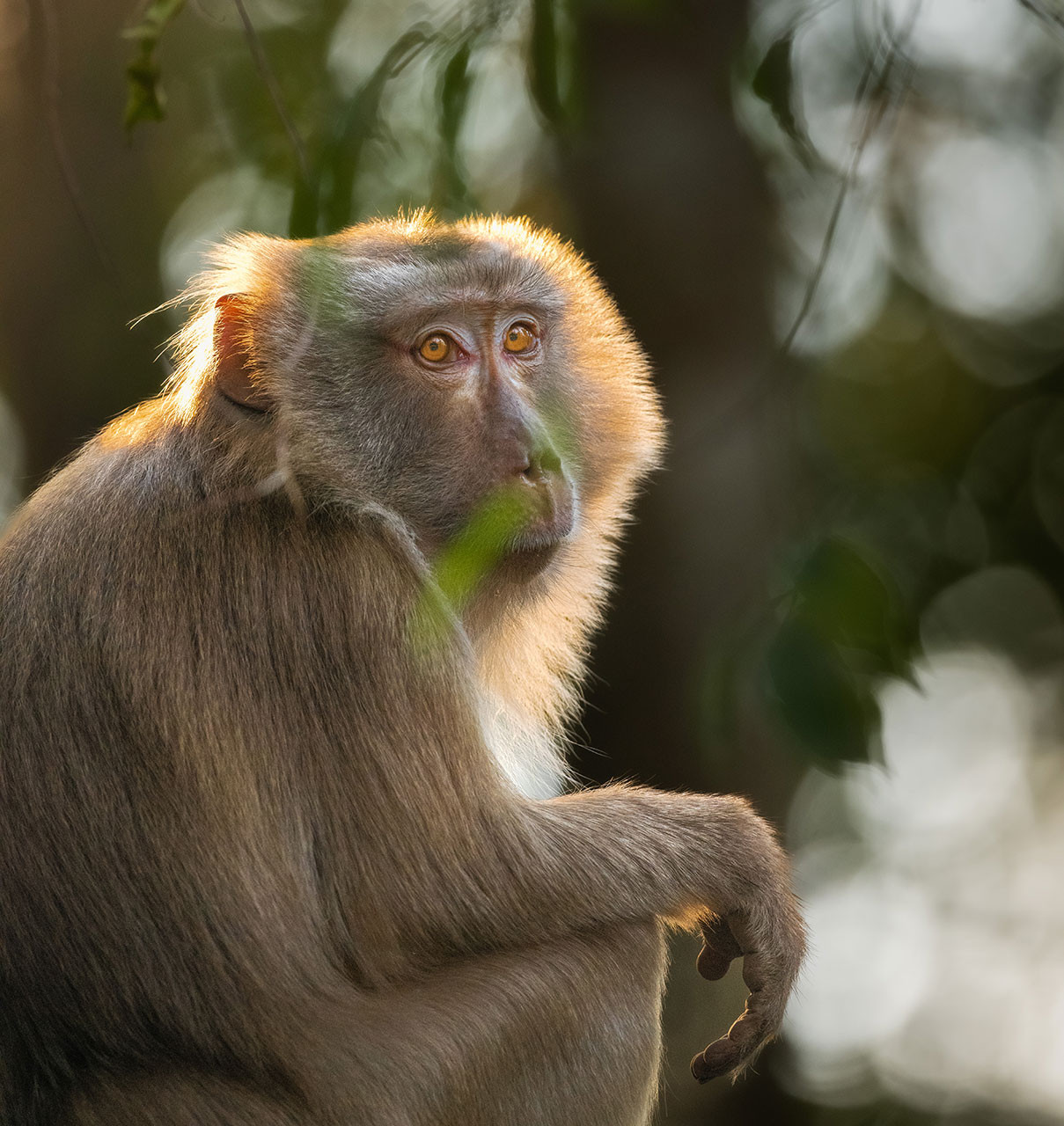      Northern pig tailed macaque   Anindita | Nature Infocus