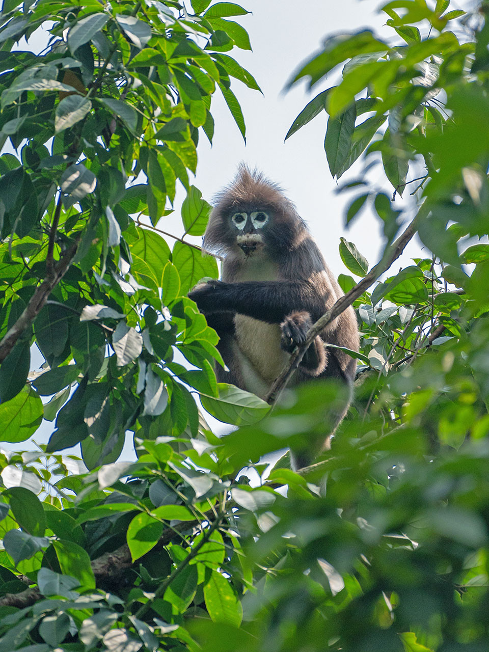      Phayre s leaf monkey purnendu | Nature Infocus