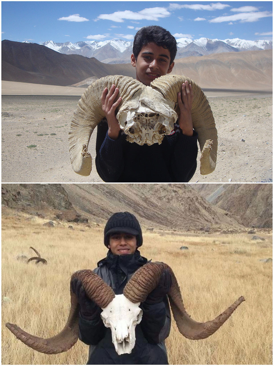 Comparison of Argali head shapes