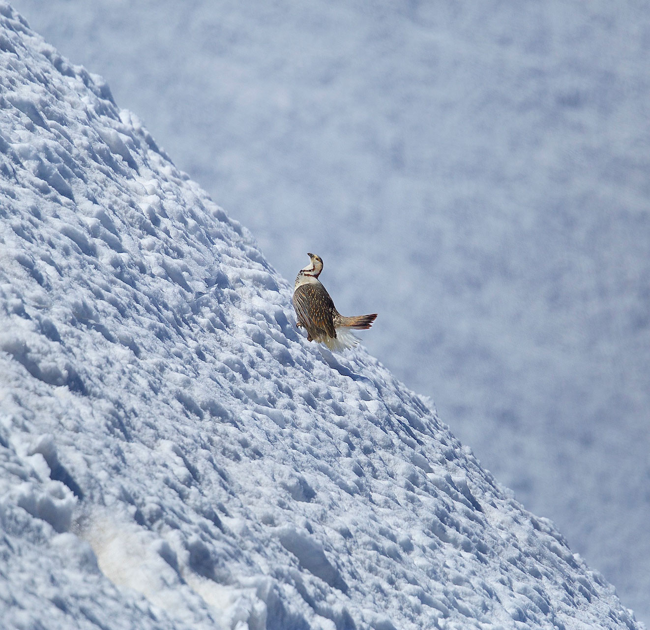 Himalayan Snowcock on a steep snow slope in Spiti