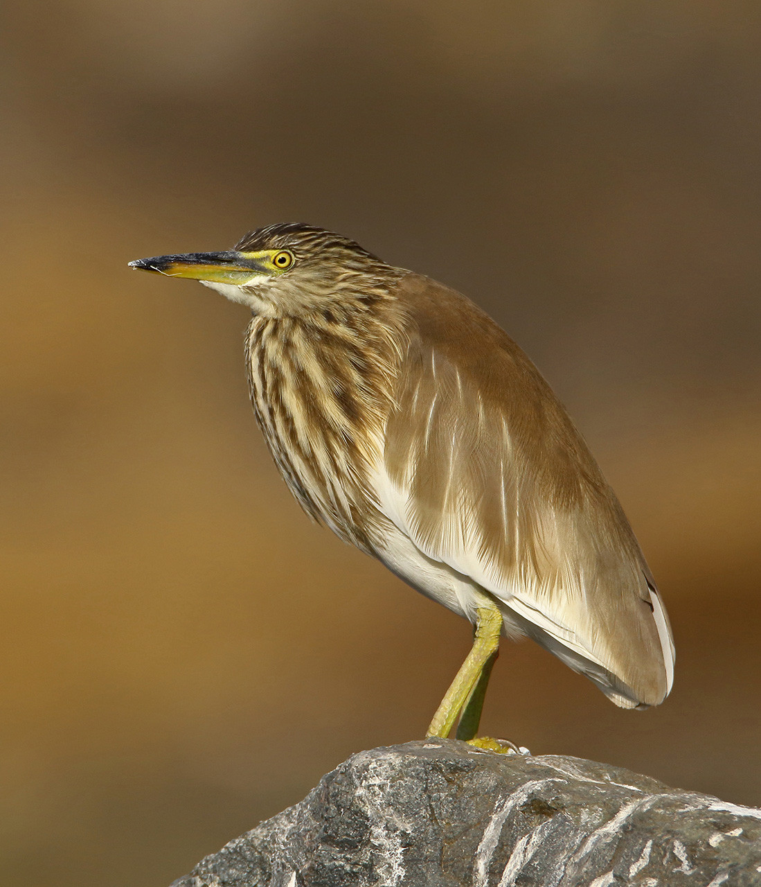 Indian Pond Heron or Paddybird near a wetland