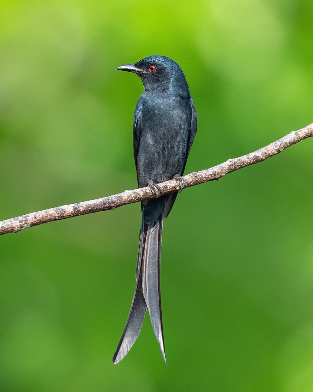 Ashy Drongo