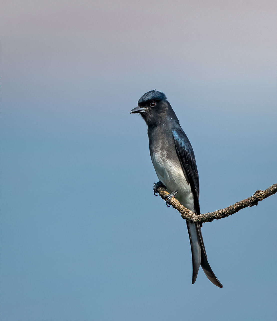White bellied Drongo