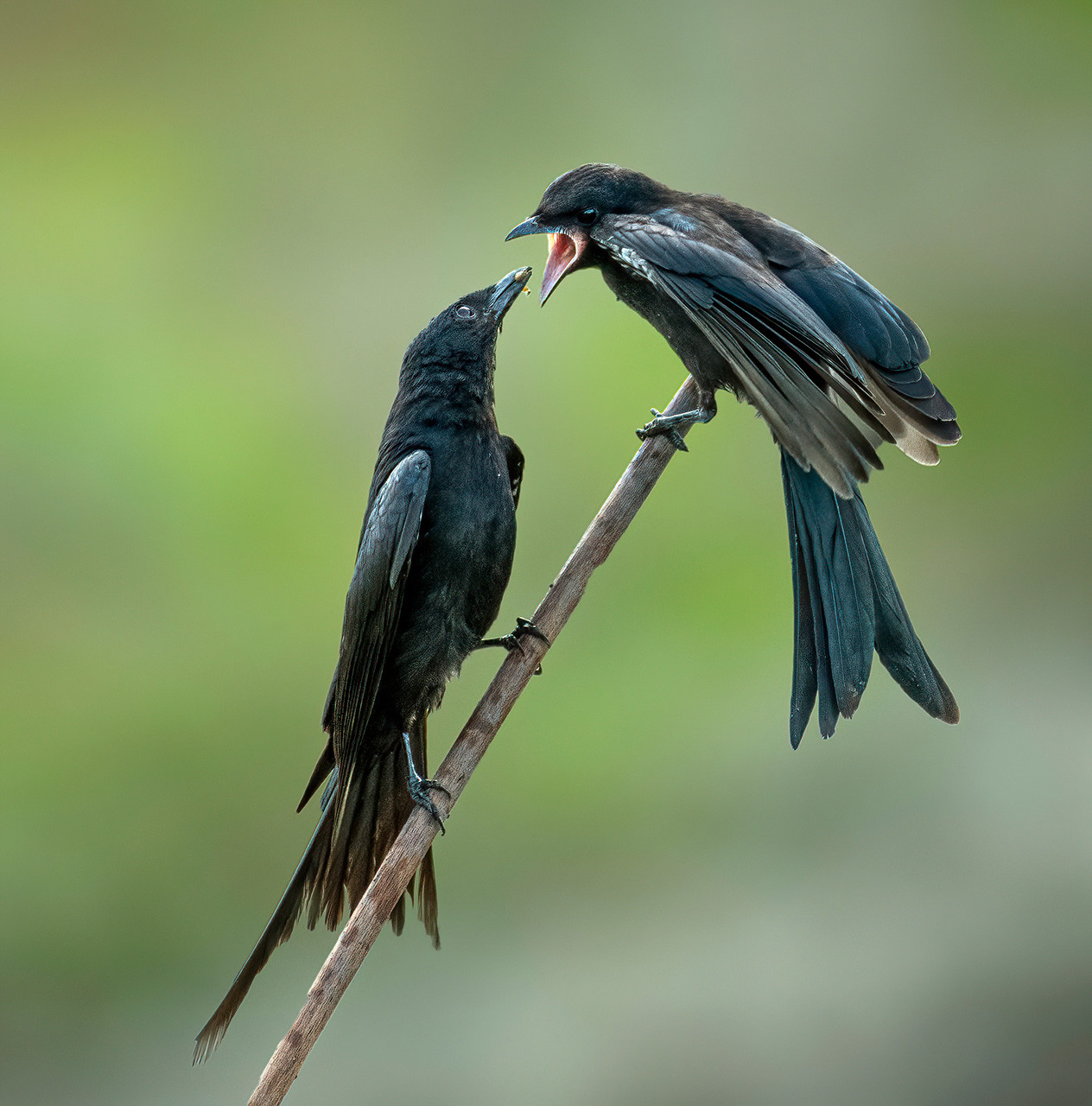 Black Drongo feeding young bird
