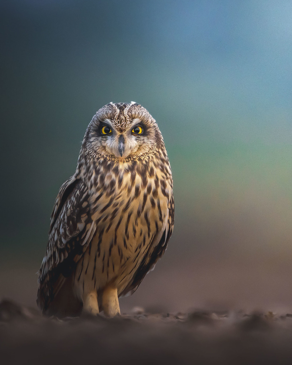 Short-eared Owl in Little Rann of Kutch
