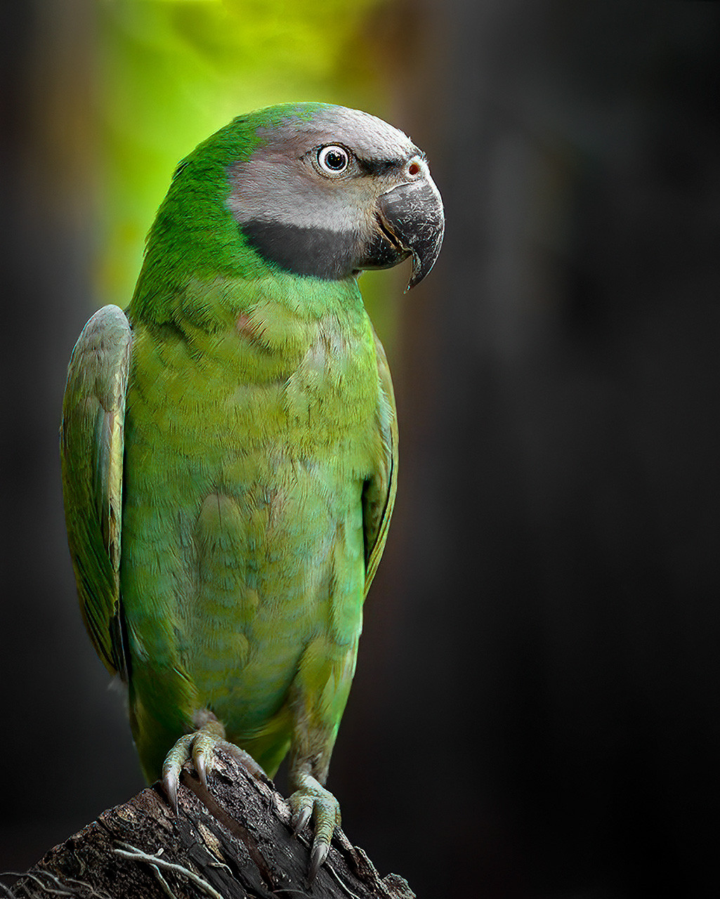 Red-breasted Parakeet in Gorumara National Park, West Bengal