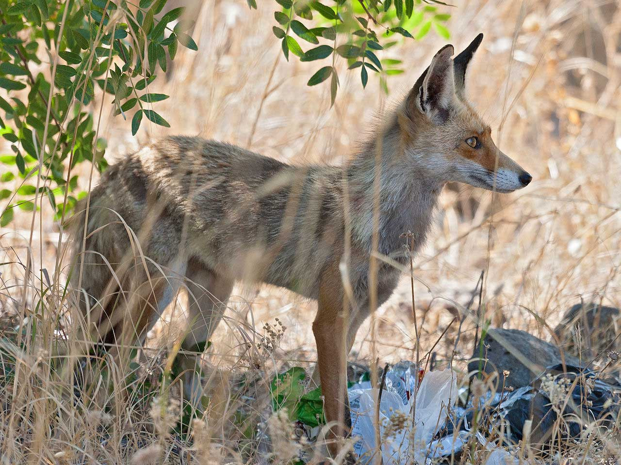 Red fox with garbage | Nature inFocus