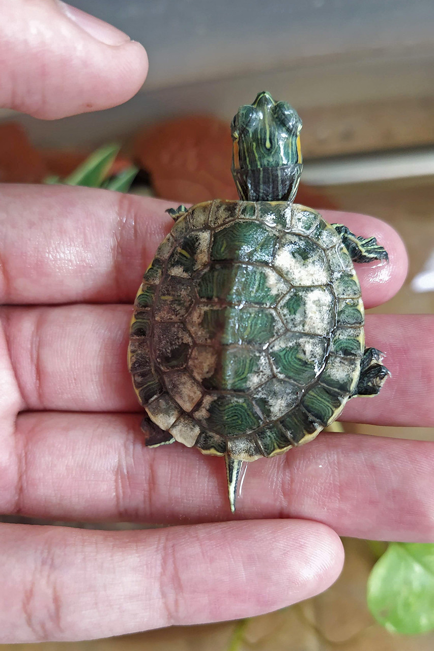 Red-eared Slider with shell rot