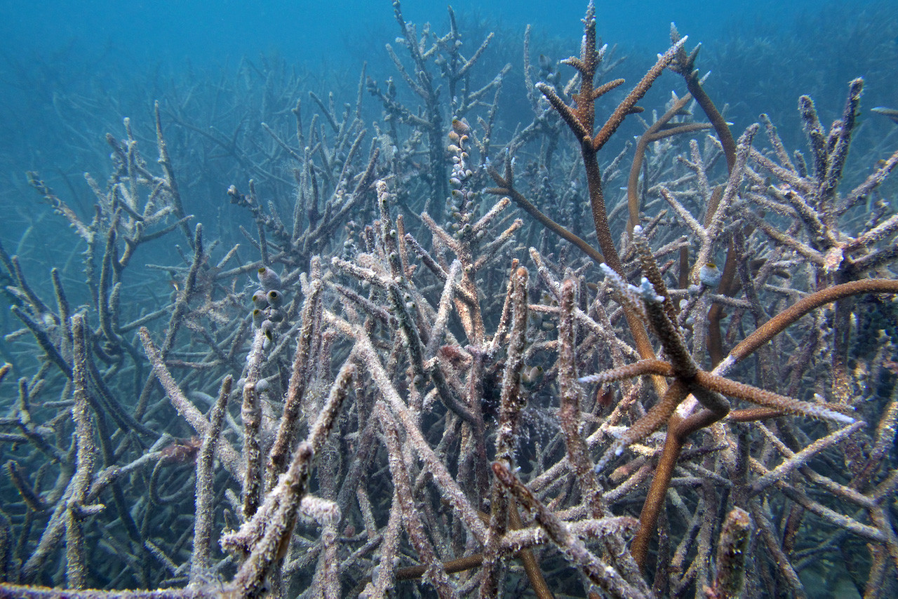 Rohan arthur some reefs are now coral graveyards - Lakshadweep Needs To Be Viewed Through The Lens Of Climate Change | Nature inFocus
