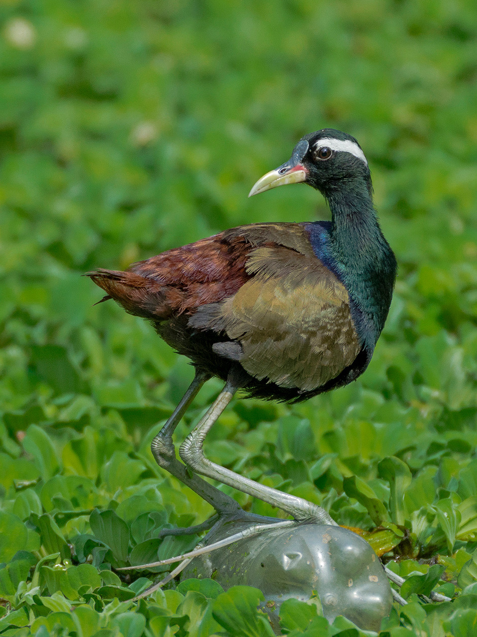      Rudra Chakraborty                    | Nature Infocus
