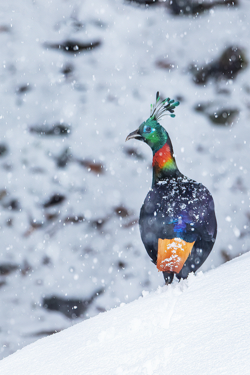 Himalayan monal in snowfall