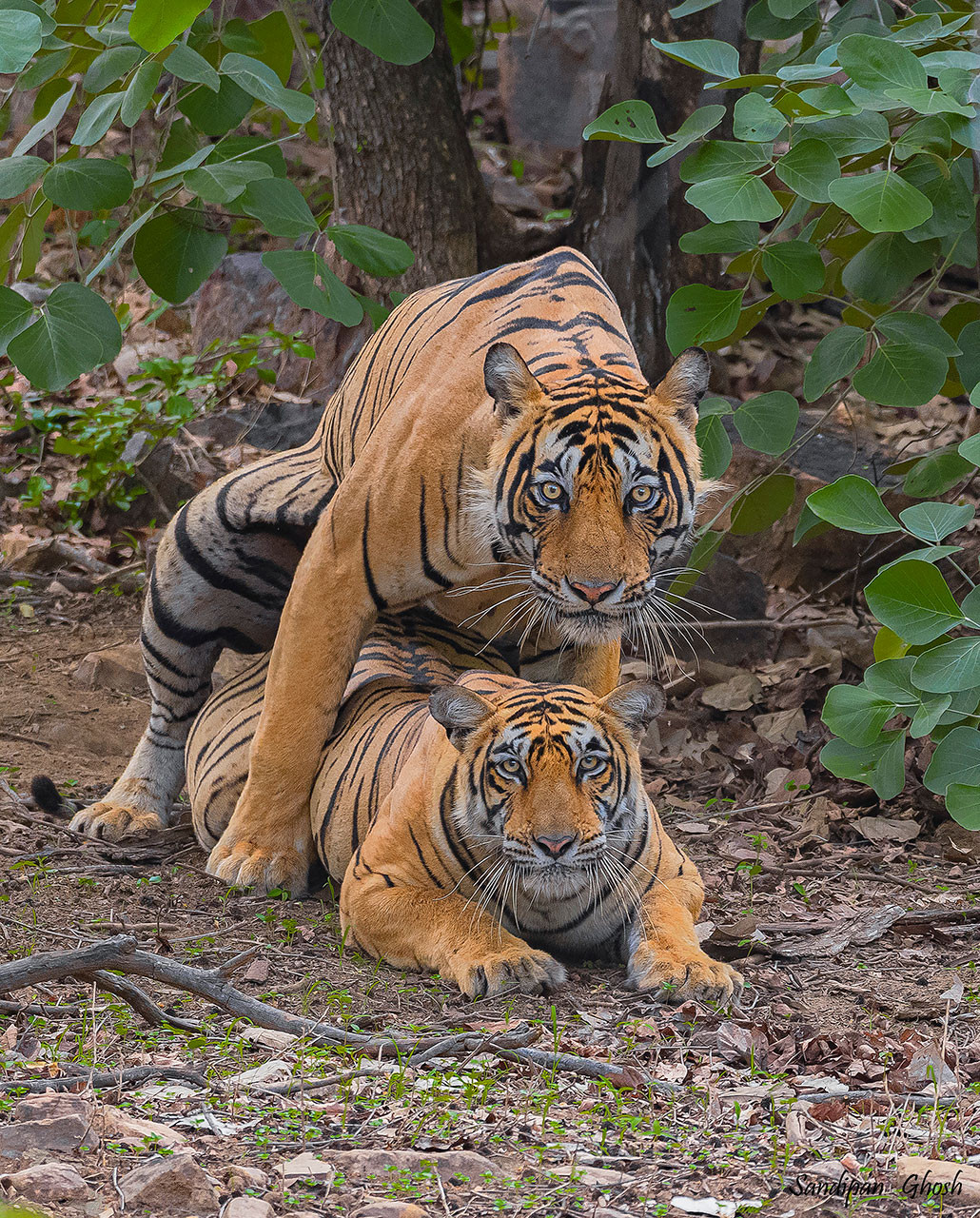 A mating pair of tigers in Ranthambore National Park in Rajasthan