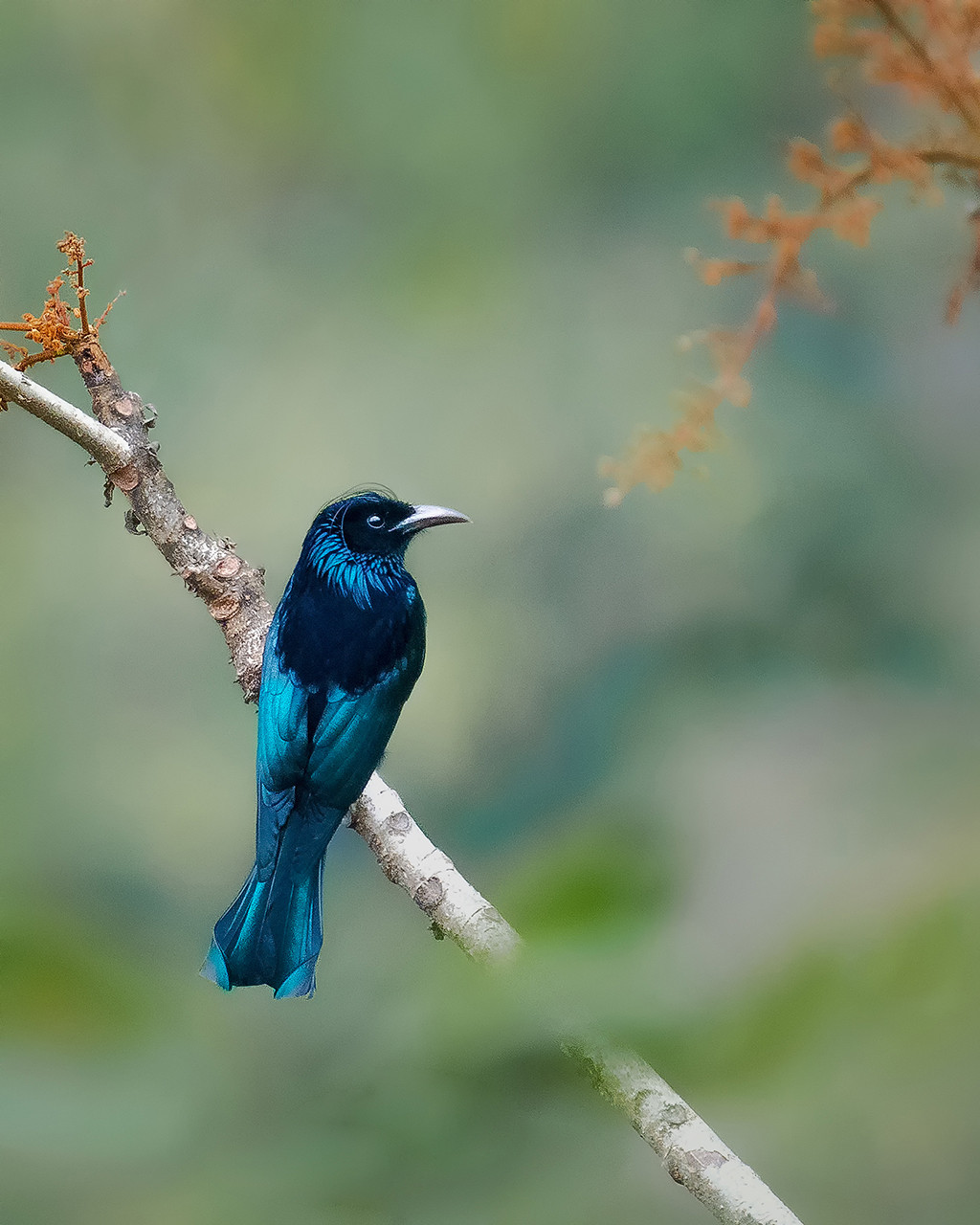 Spangled Drongo also called Hair crested Drongo