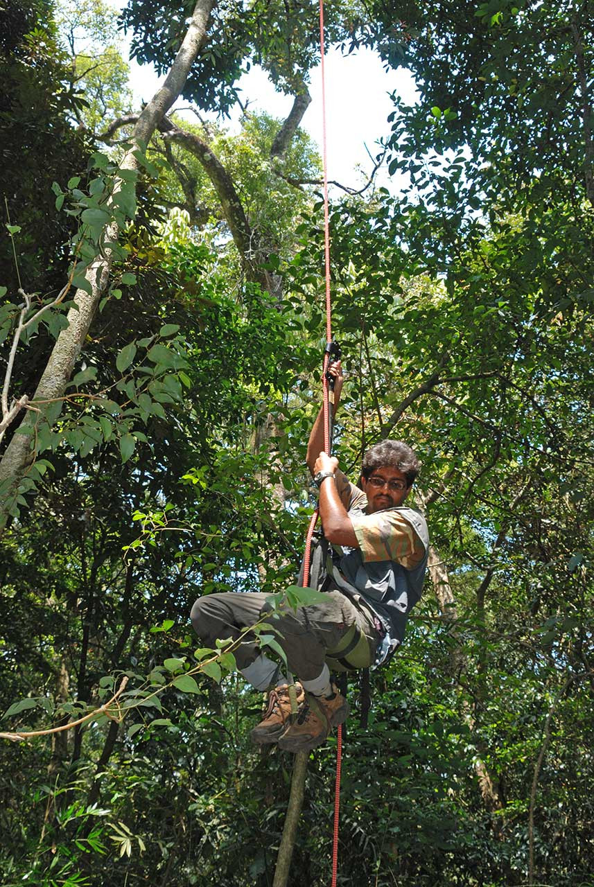 Scientist climbing tree to study the Canopy