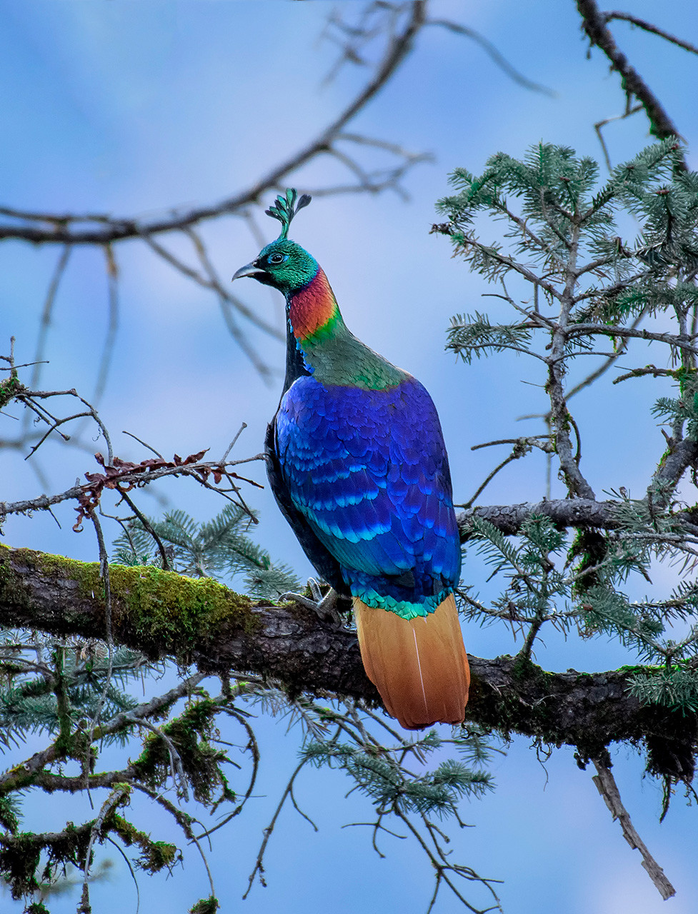 Himalayan monal male in breeding season