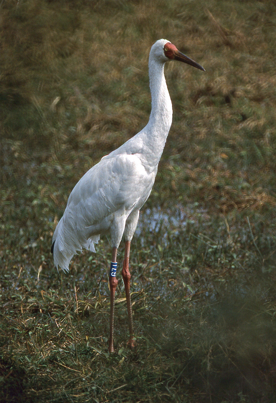 Siberian Crane critically endangered migratory bird