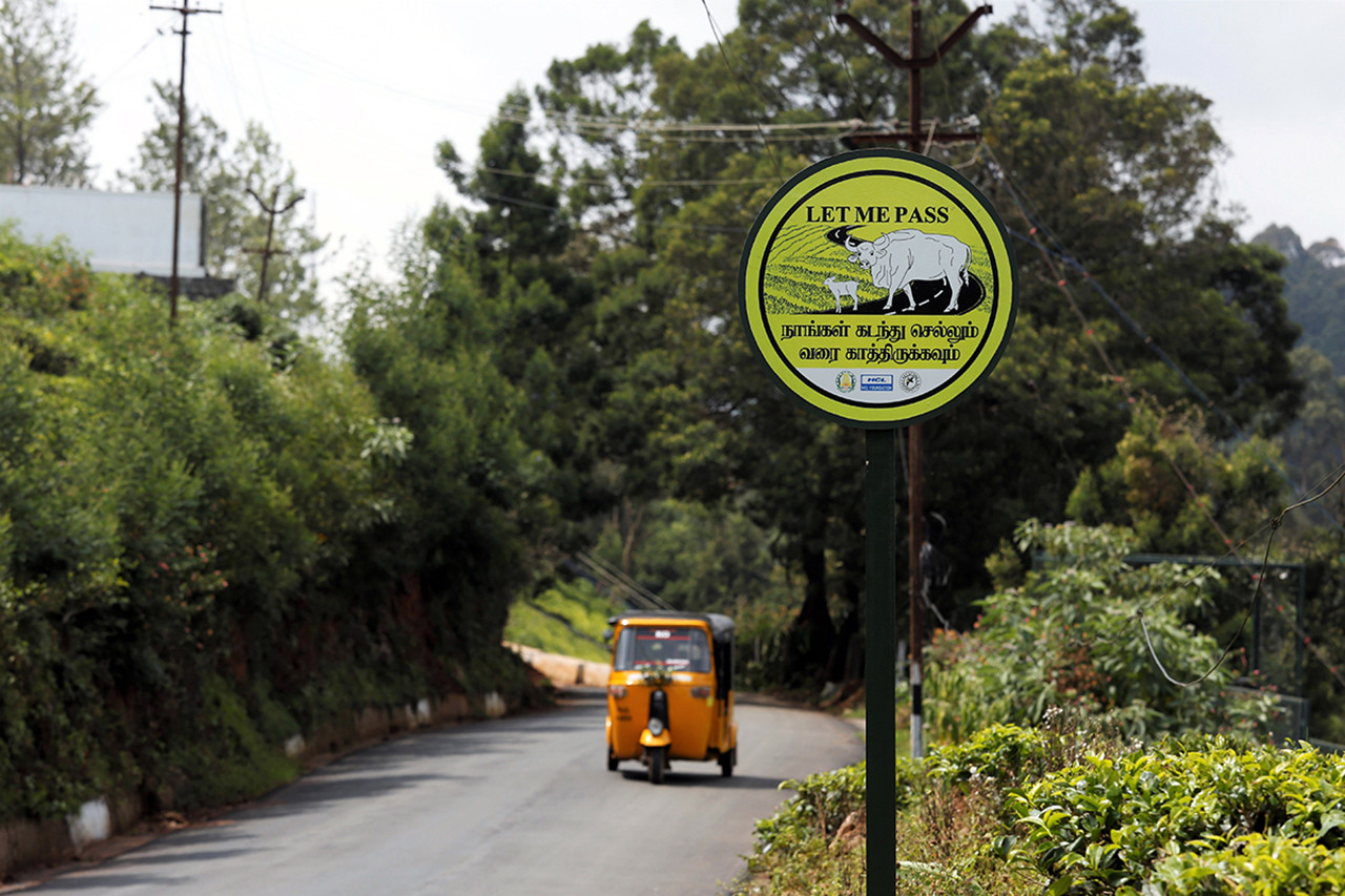 Signage kotagiri - The Timid Indian Gaur Is Taking To Towns In South India | Nature inFocus