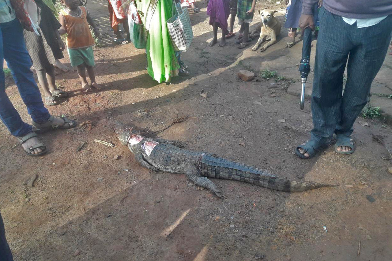 Marsh or Mugger Crocodile killed due to Human crocodile conflict