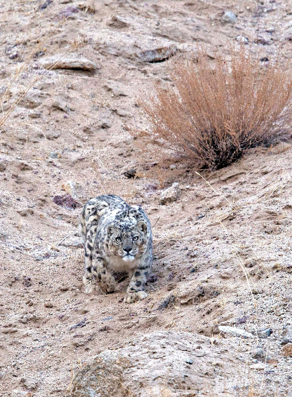      snow leopard stalking toward the camera   | Nature Infocus