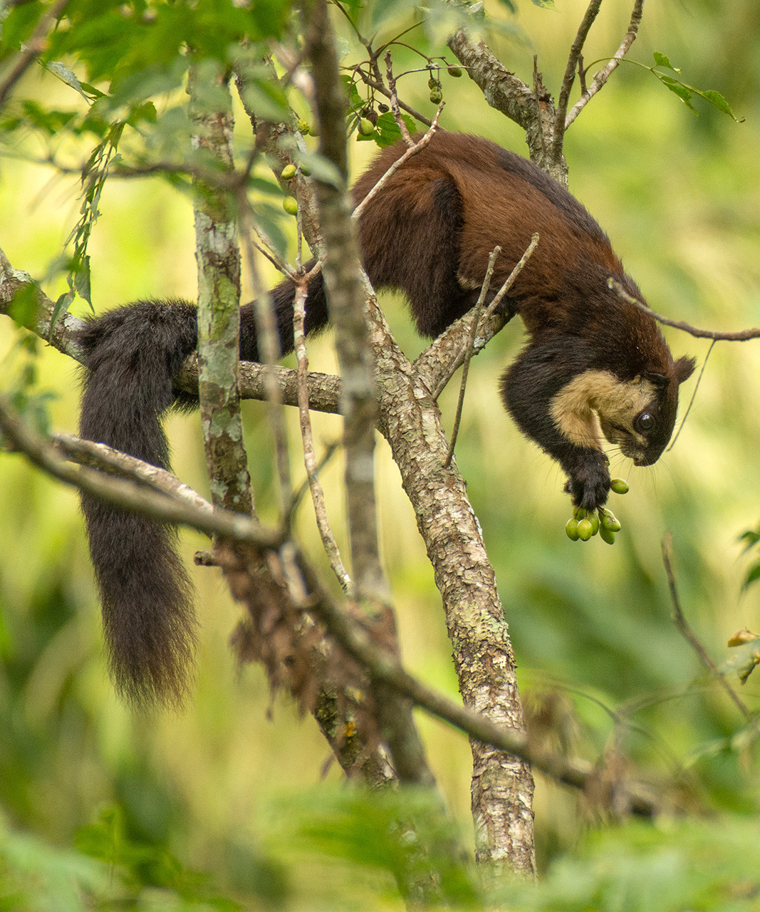 Black Giant Squirrel feeding in Rongtong West Bengal