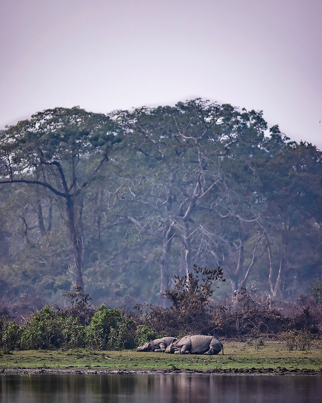 Indian Rhinoceros sleeping