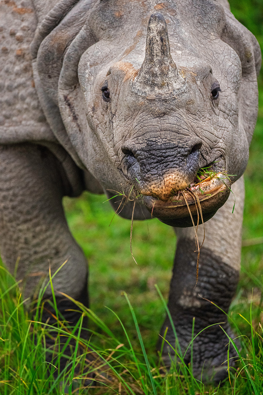 Indian Rhinoceros eating grass