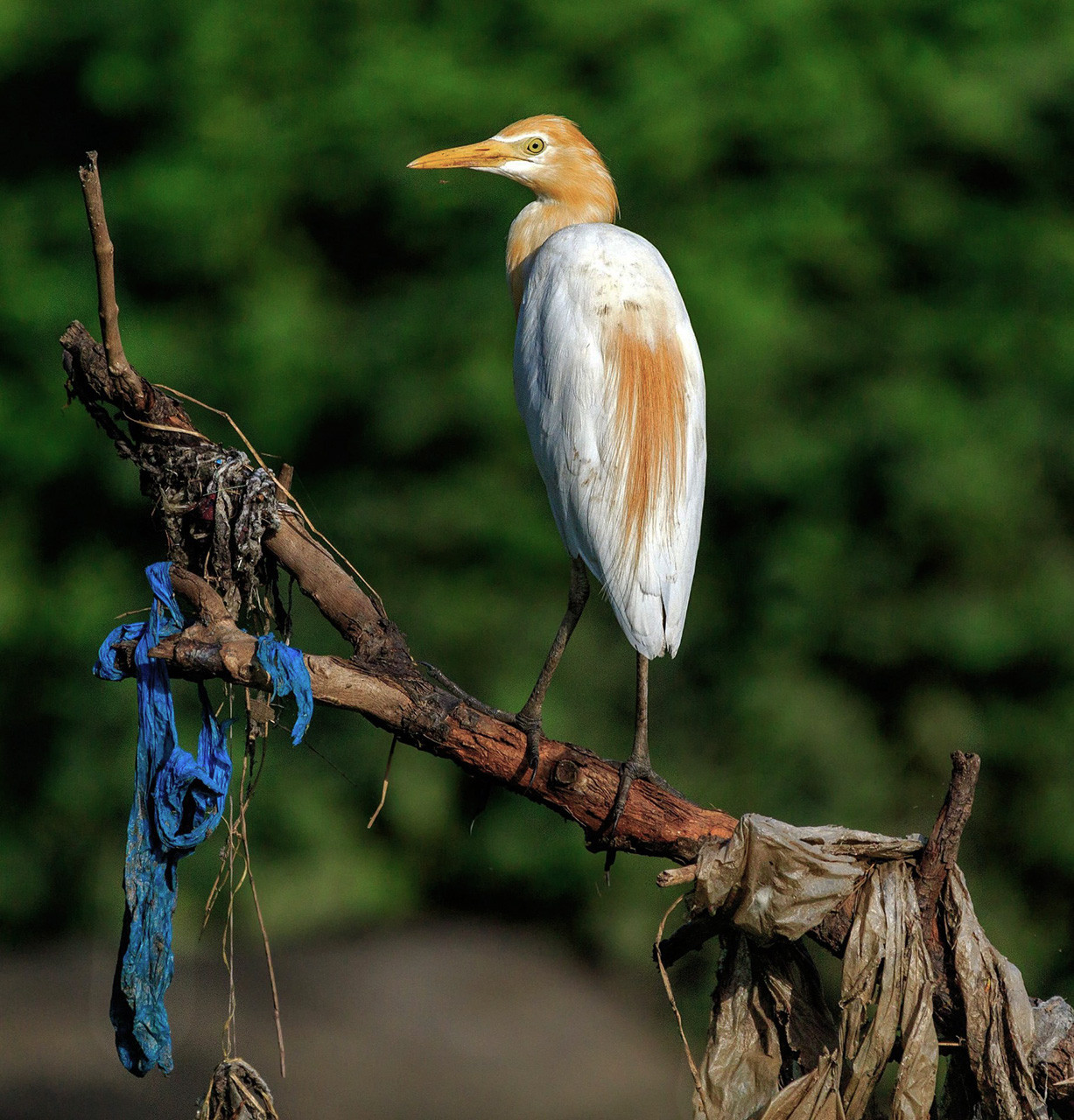      Sushant Jadhav                      x     | Nature Infocus
