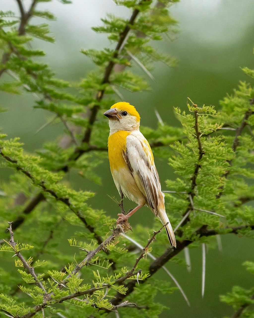 Leucistic Baya Weaver