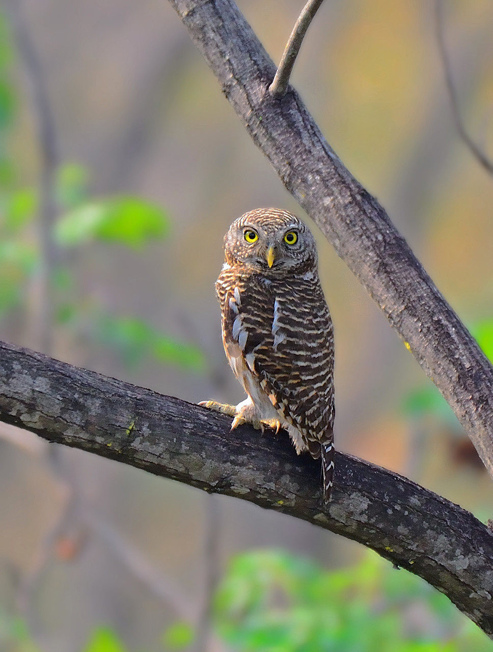 Asian Barred Owlet Glaucidium cuculoides in Latpanchar, West Bengal