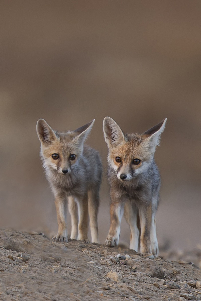 Desert Fox pups in Little Rann of Kutch