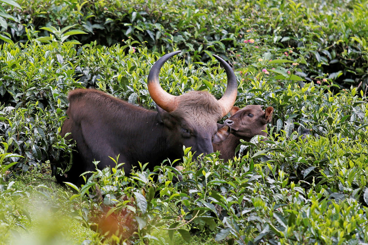 Untitled x - The Timid Indian Gaur Is Taking To Towns In South India | Nature inFocus