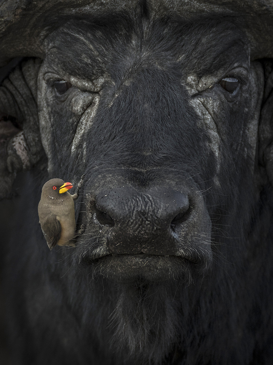v Lakshitha Karunarathna natureinfocus buffaloandoxpecker | Nature Infocus