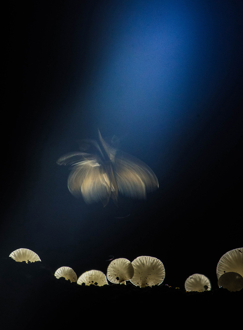 v Mandar Ghumare dsc | Nature Infocus