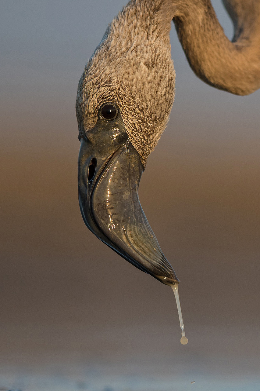 Juvenile Greater Flamingo in in Little Rann of Kutch