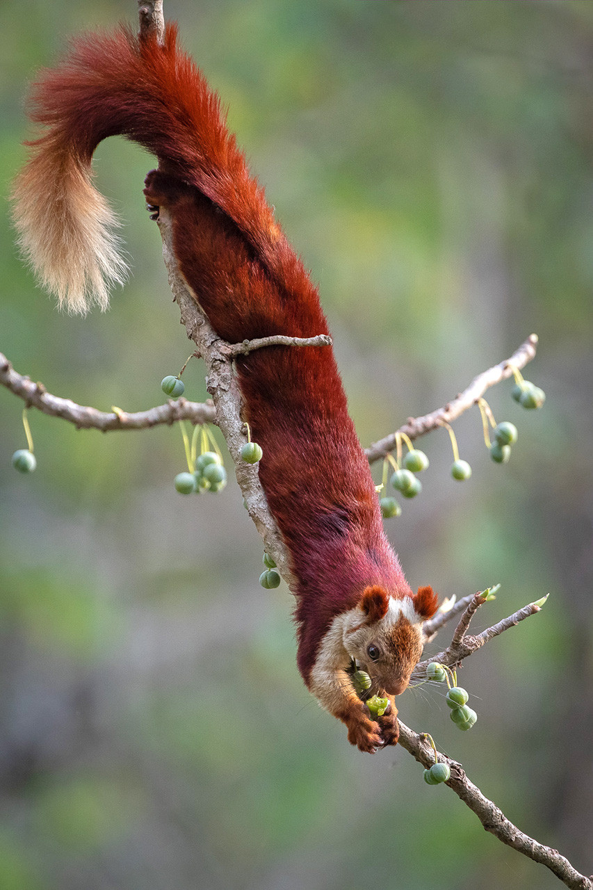 Indian Giant Squirrel or Malabar Giant Squirrel in Kabini Forest in Karnataka