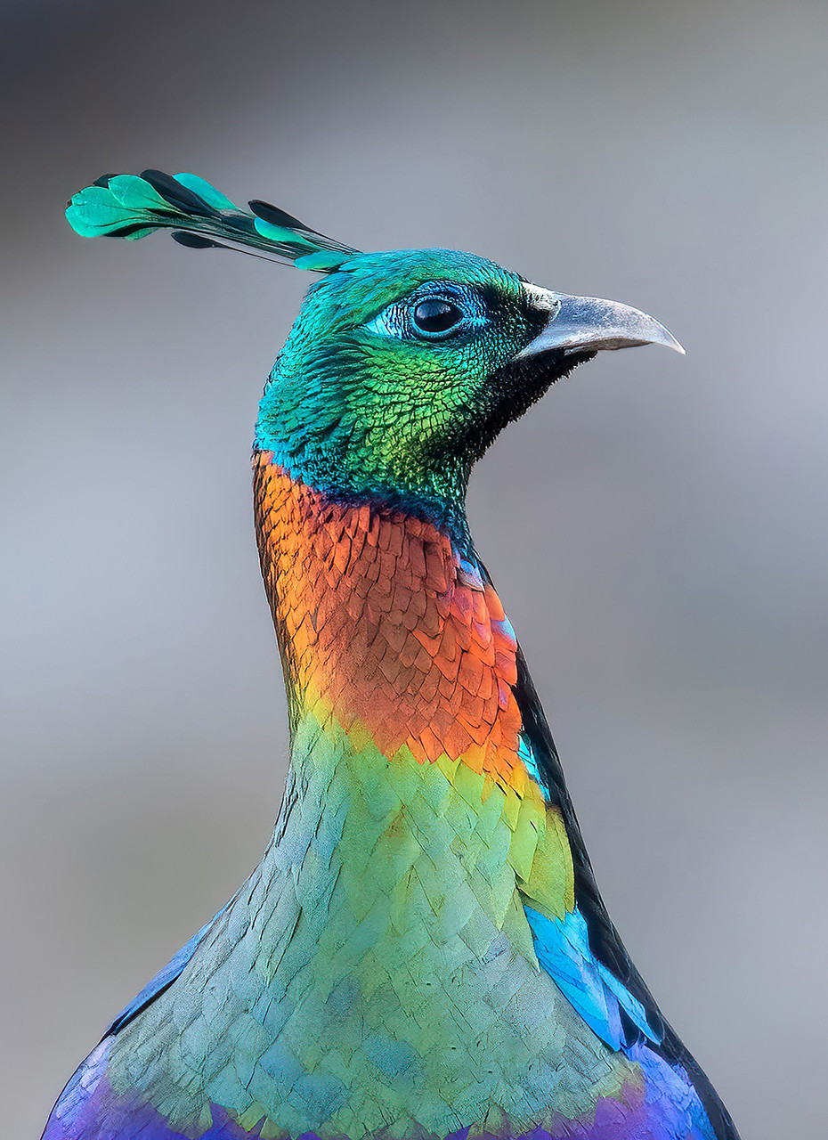 Himalayan Monal Male Portrait