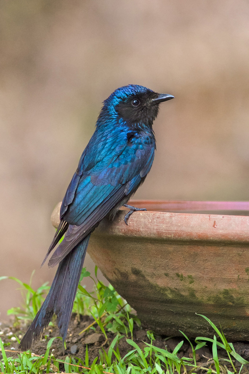 Bronzed Drongo seen in Western Ghats