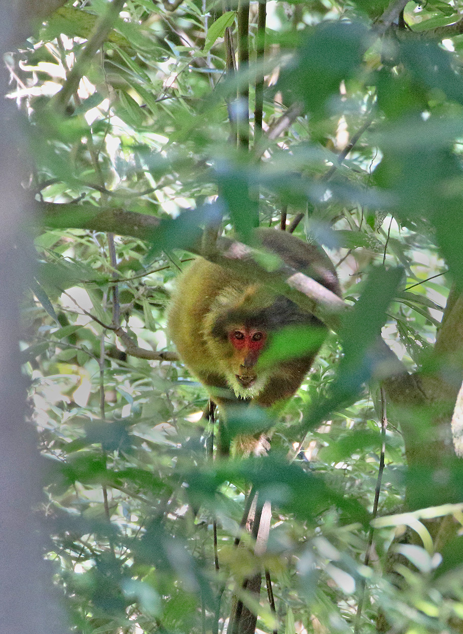Endangered White cheeked Macaque in Walong Arunachal Pradesh
