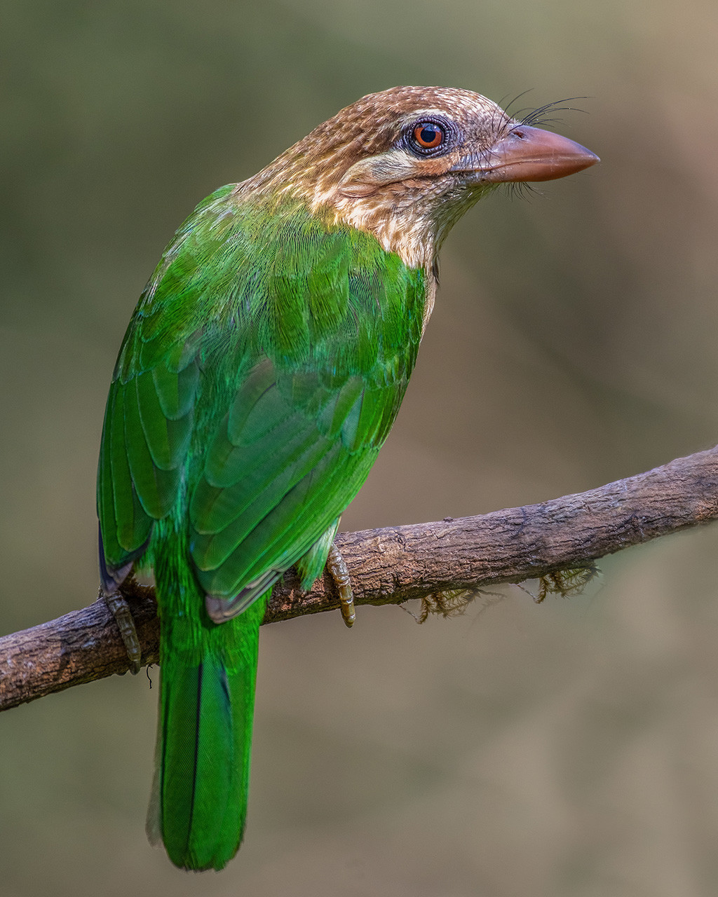 White Cheeked Barbet Bird