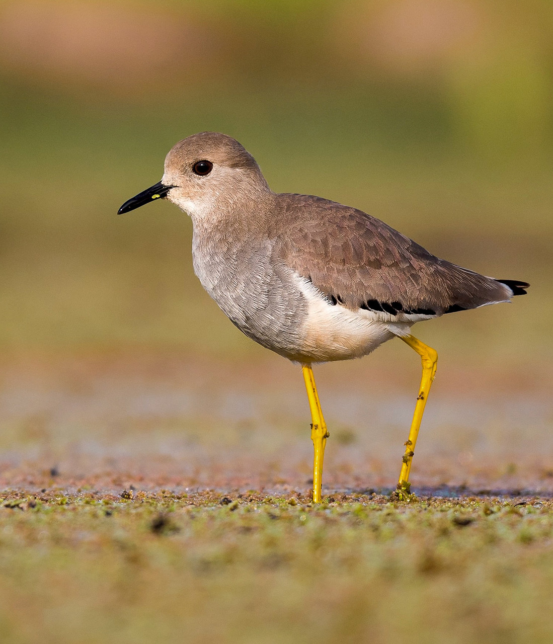 White tailed Lapwing photographed in a wetland